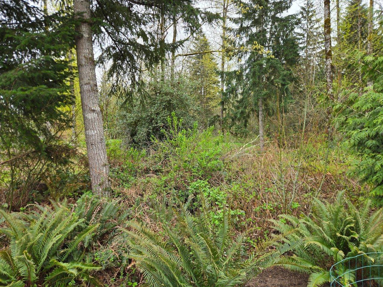 Restored native fern understory in a Pacific Northwest woodland