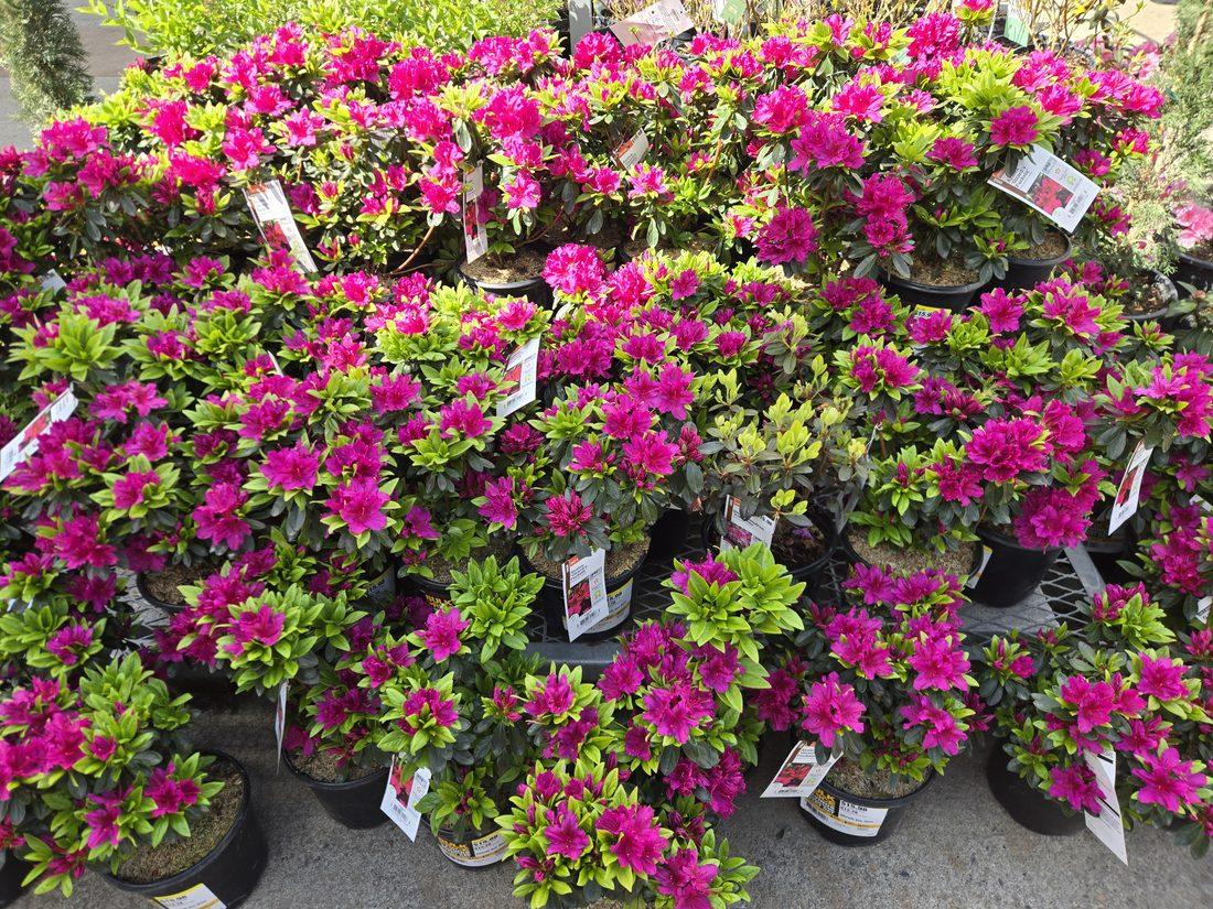 Vibrant seasonal plant selection in bloom