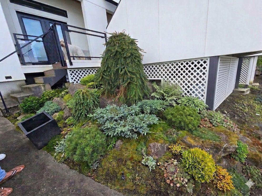 Sculpted rock garden with dwarf conifers and perennials